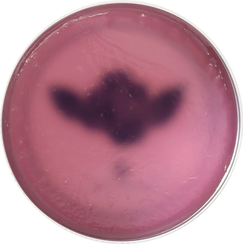 brosh-x-tgp-design-pomade--1